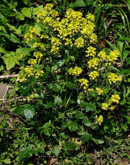 {Barbarea vulgaris}